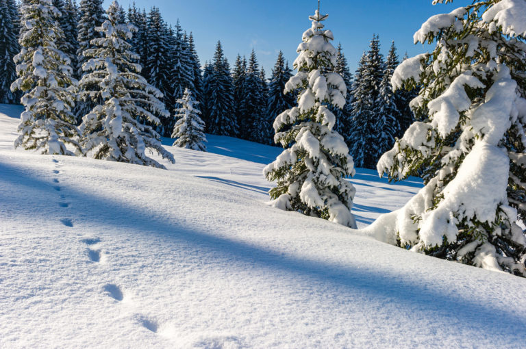 Alentours des Gets - massif du Chablais (74)© C.Martelet